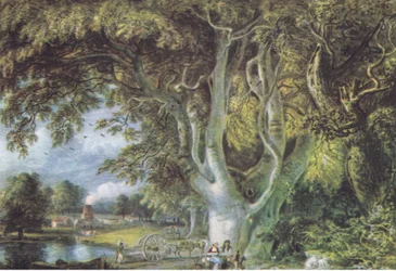 Chênes, Shoreham, Kent, Nature en Grande-Bretagne publié par Collins, 1946